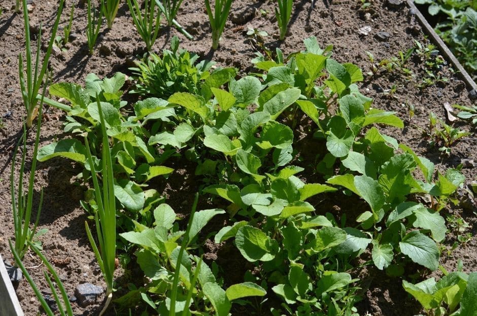 Feed the Soil, Skip the Fabric: Beds That Get Better Every Year