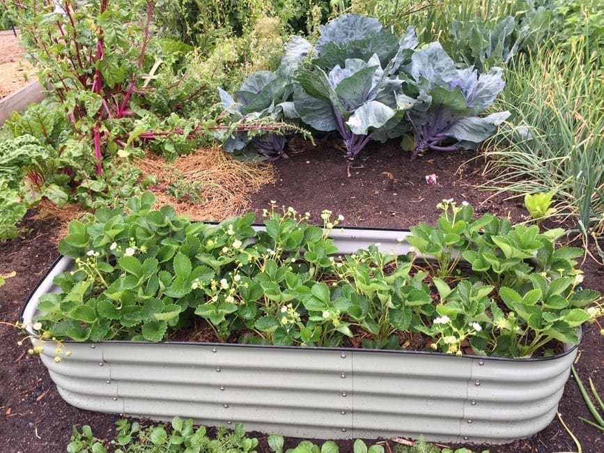 Corrugated Metal Raised-Bed Kits (Category Check)